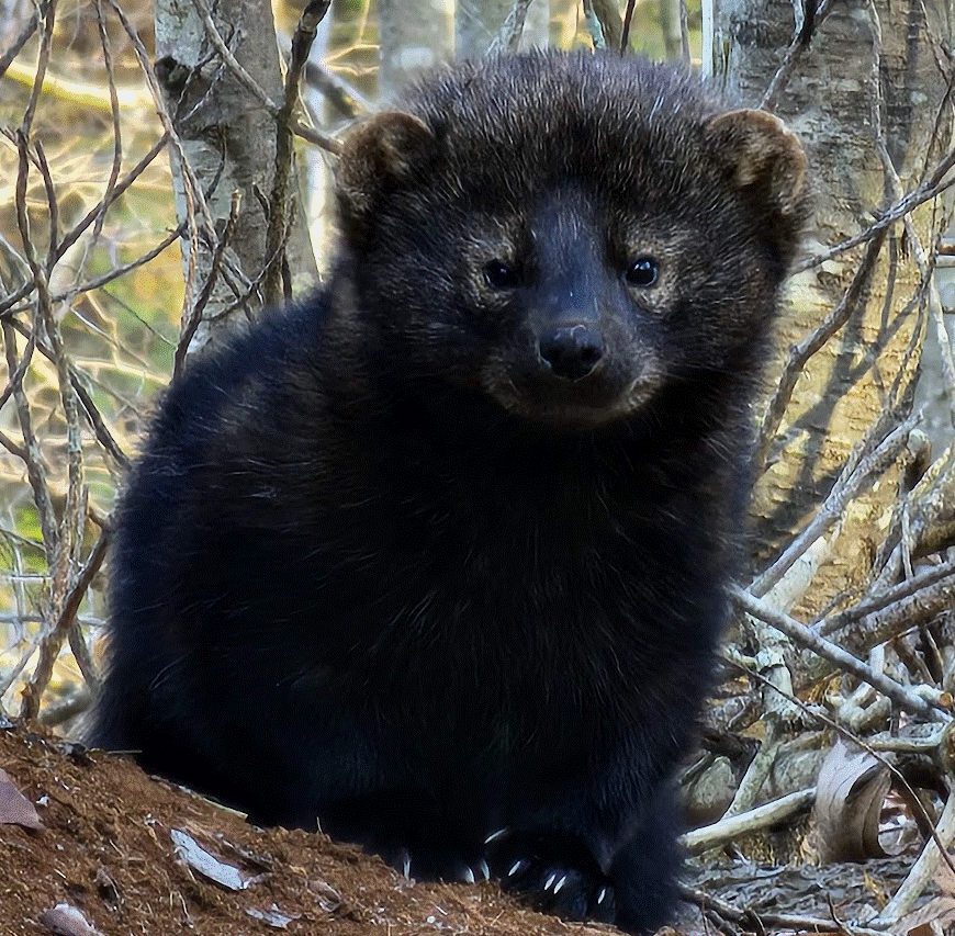 A black furry animal in the woods

AI-generated content may be incorrect.