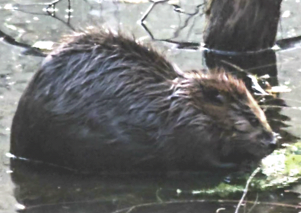 A beaver lying in water

AI-generated content may be incorrect.