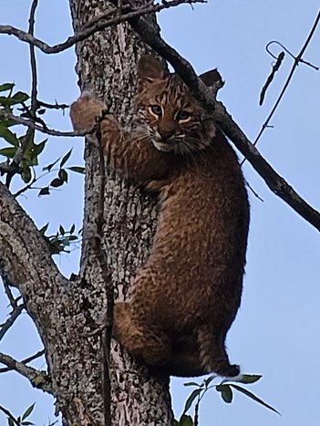 A cat climbing a tree

Description automatically generated